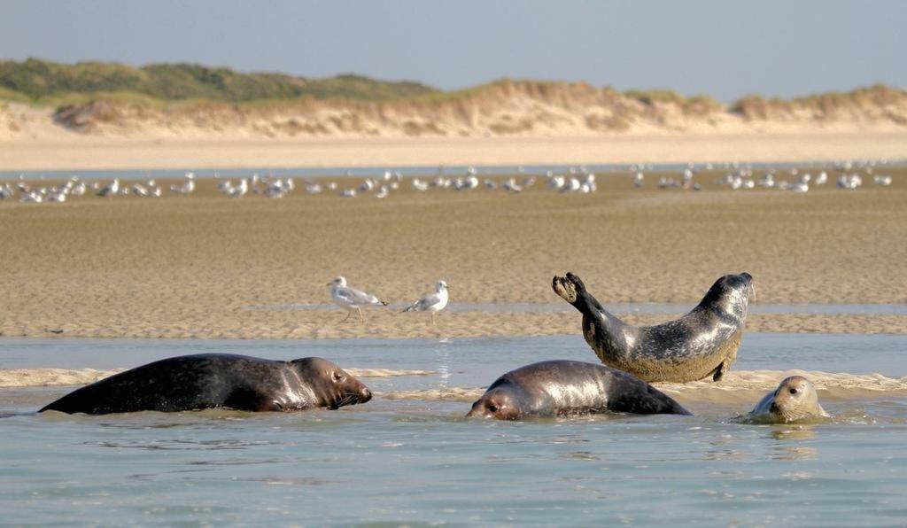 Studio Opale Berck Eksteriør bilde